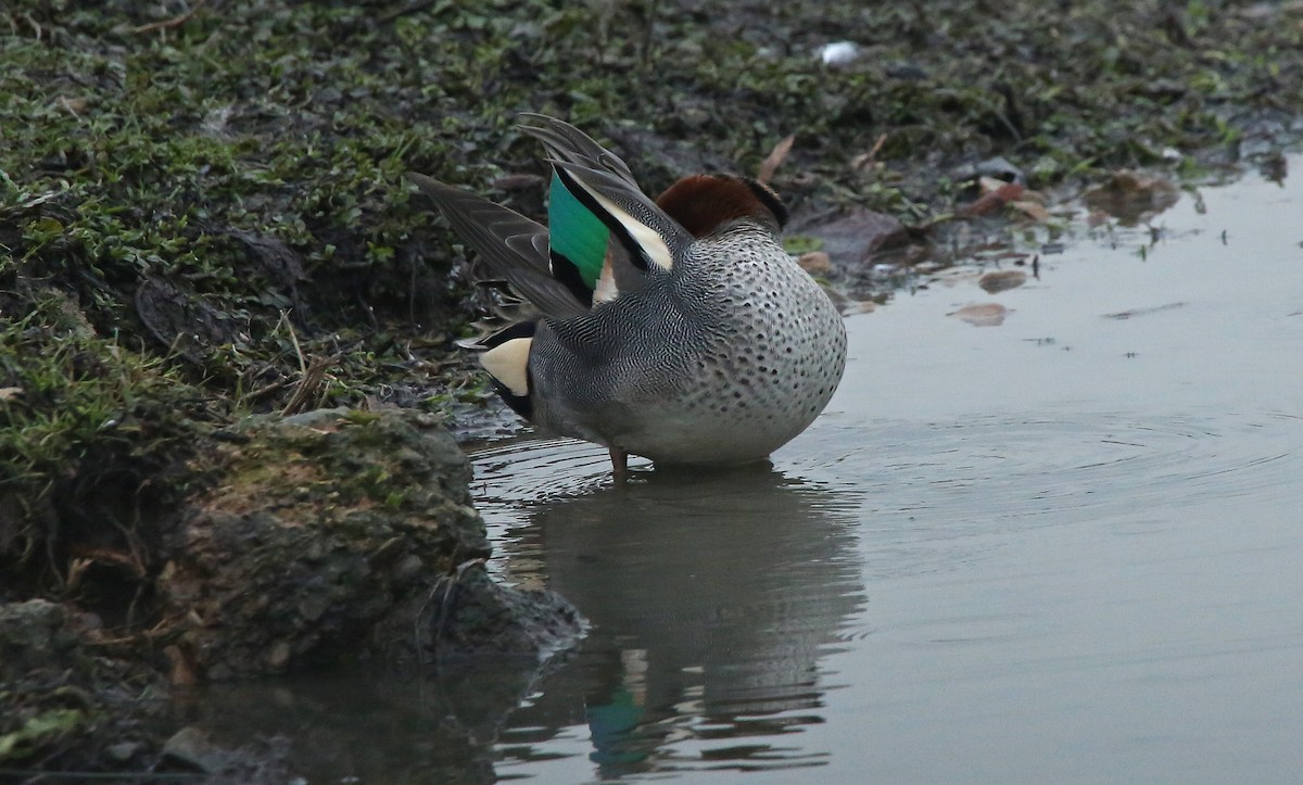 Green-winged Teal - ML80850631
