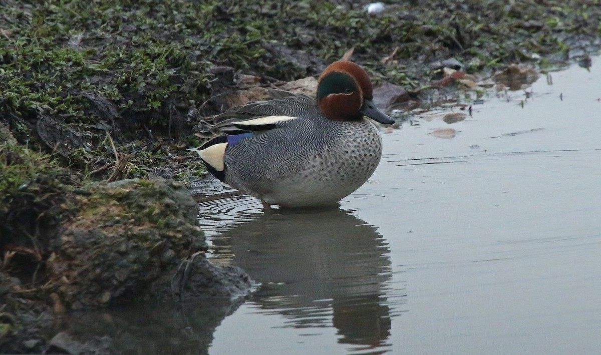 Green-winged Teal - ML80850661