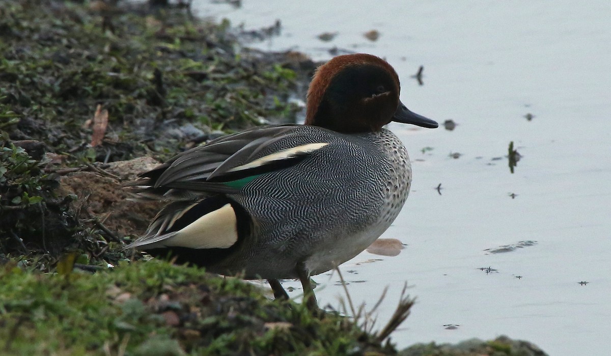 Green-winged Teal - ML80850711