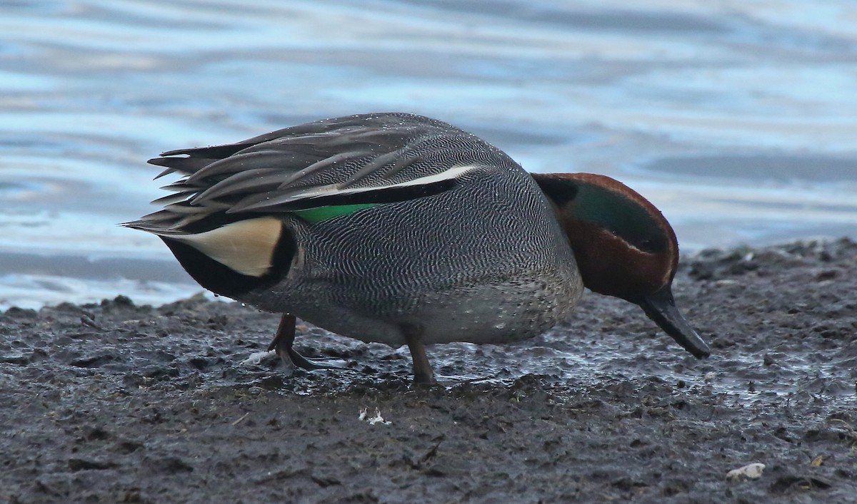 Green-winged Teal - ML80850721
