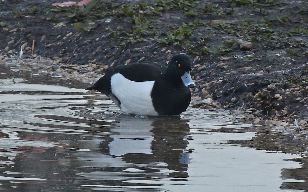 Tufted Duck - ML80850741