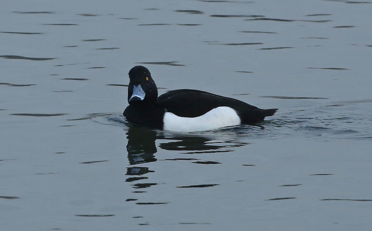 Tufted Duck - ML80850751