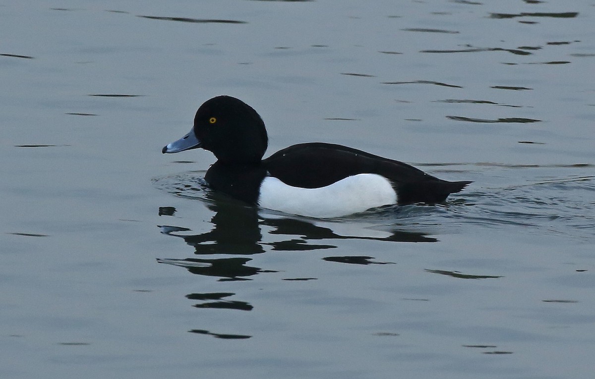 Tufted Duck - ML80850761
