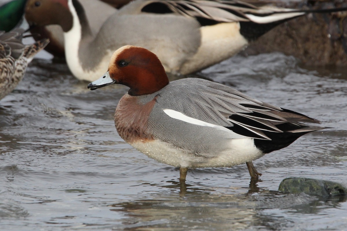 Eurasian Wigeon - ML80851421