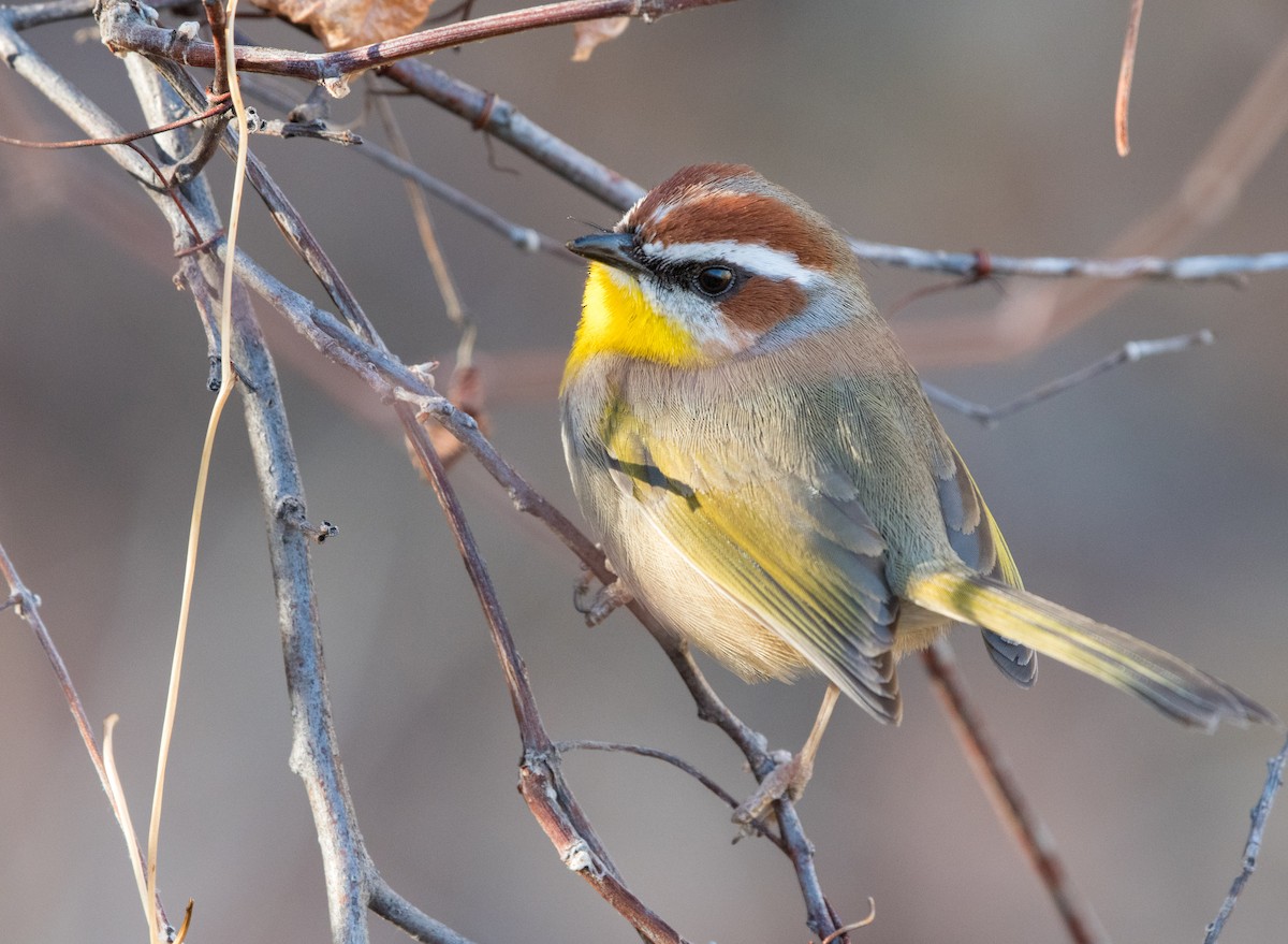 Rufous-capped Warbler - William Higgins