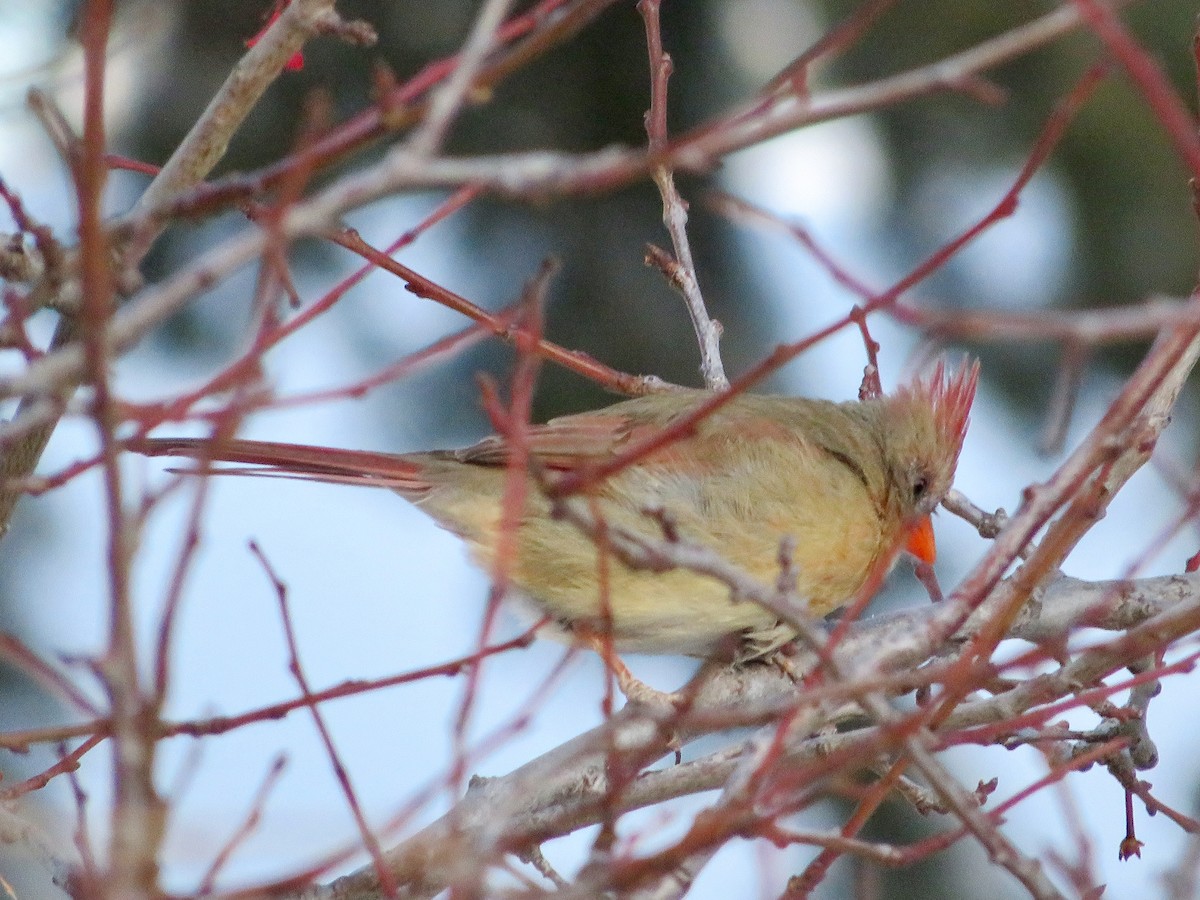 Northern Cardinal - Blaire Smith