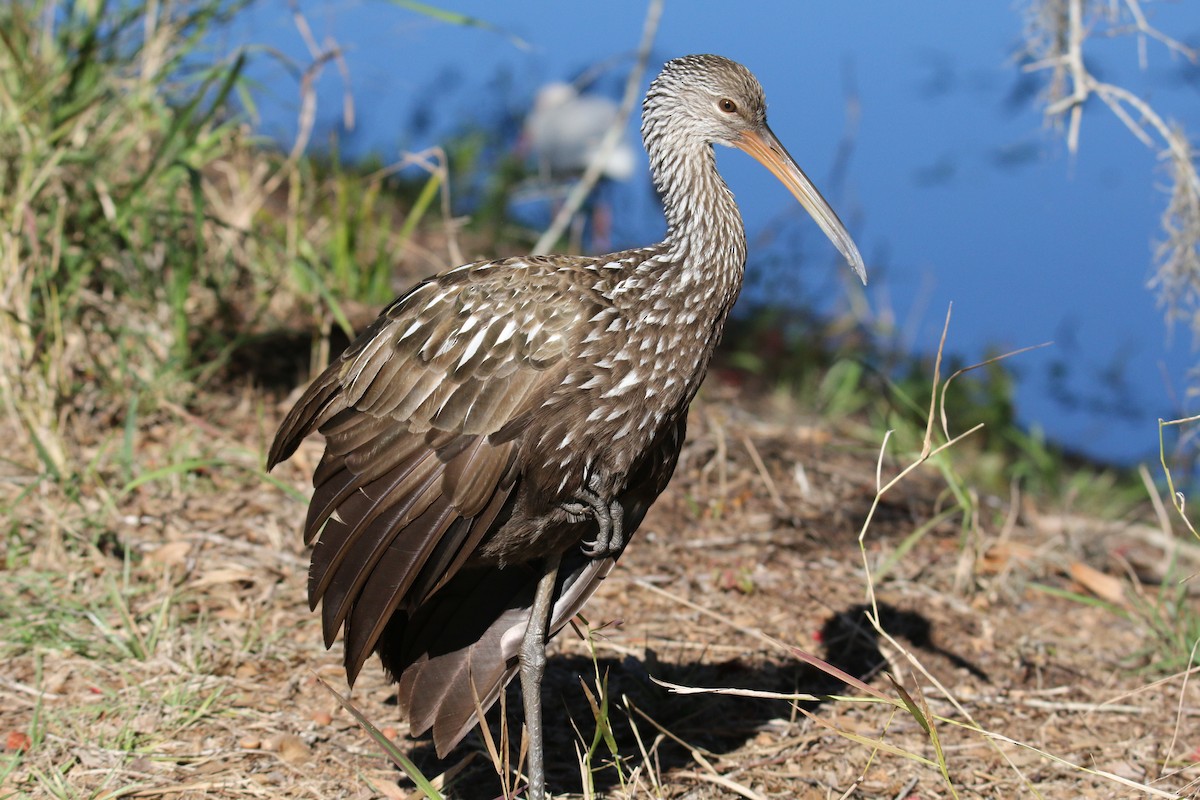 Limpkin - Jeremy Dominguez