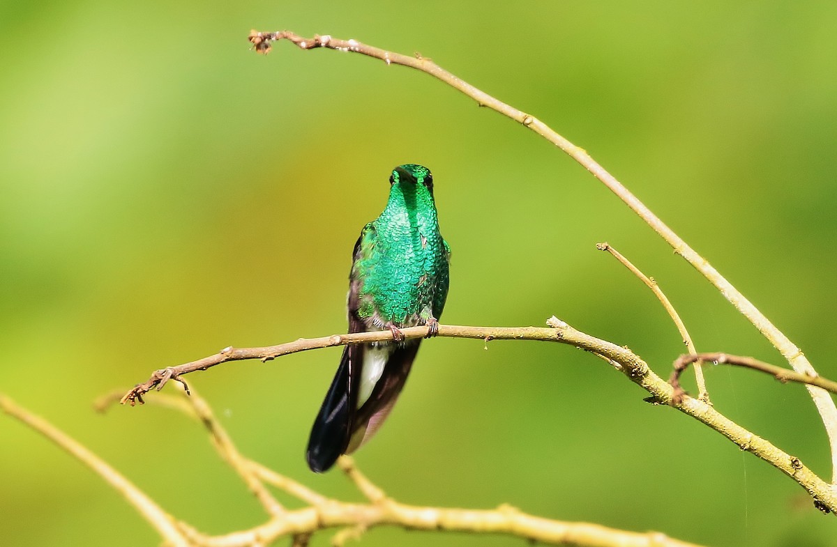 White-vented Plumeleteer - Margareta Wieser