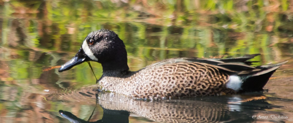 Blue-winged Teal - Arturo Duchateau