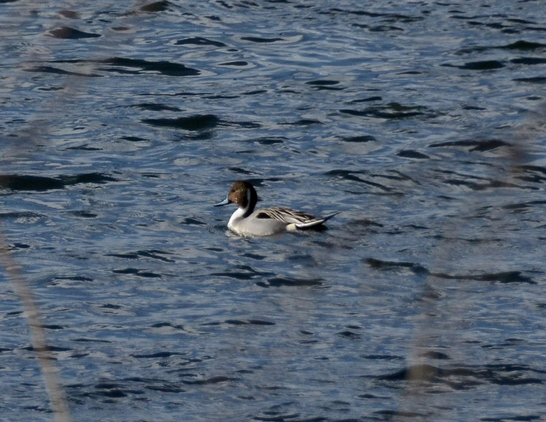 Northern Pintail - M Huston