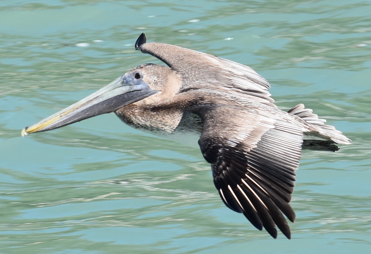 pelikán hnědý - ML80857941