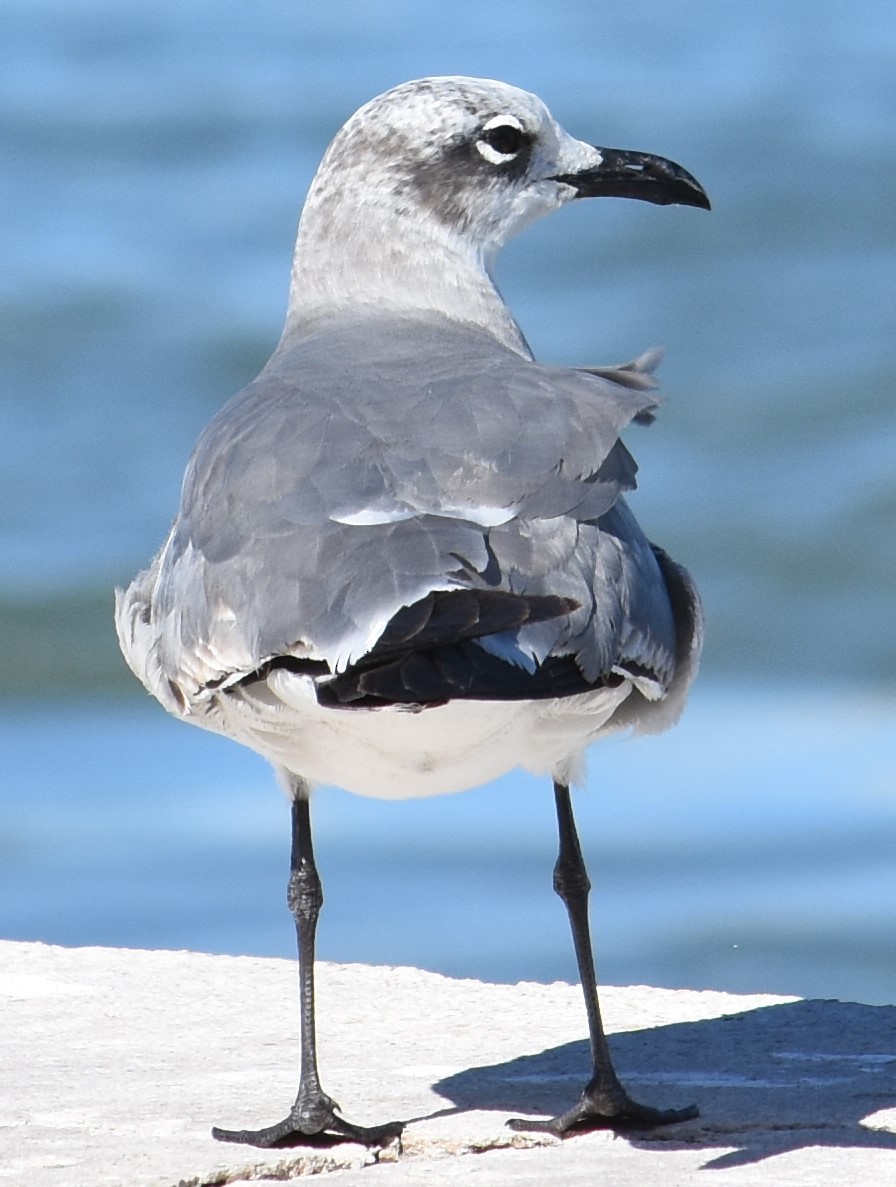 Laughing Gull - Chuck Hignite