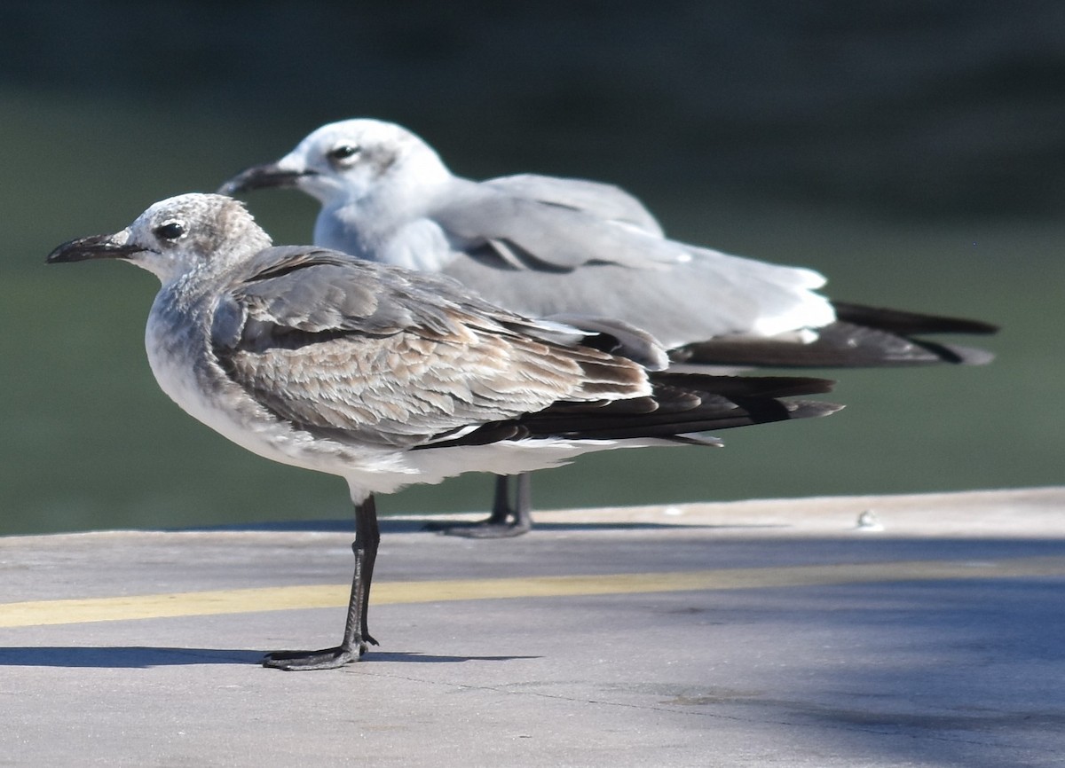 Laughing Gull - Chuck Hignite