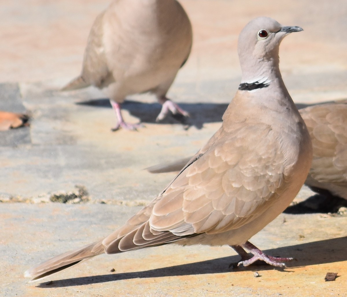 Eurasian Collared-Dove - Chuck Hignite