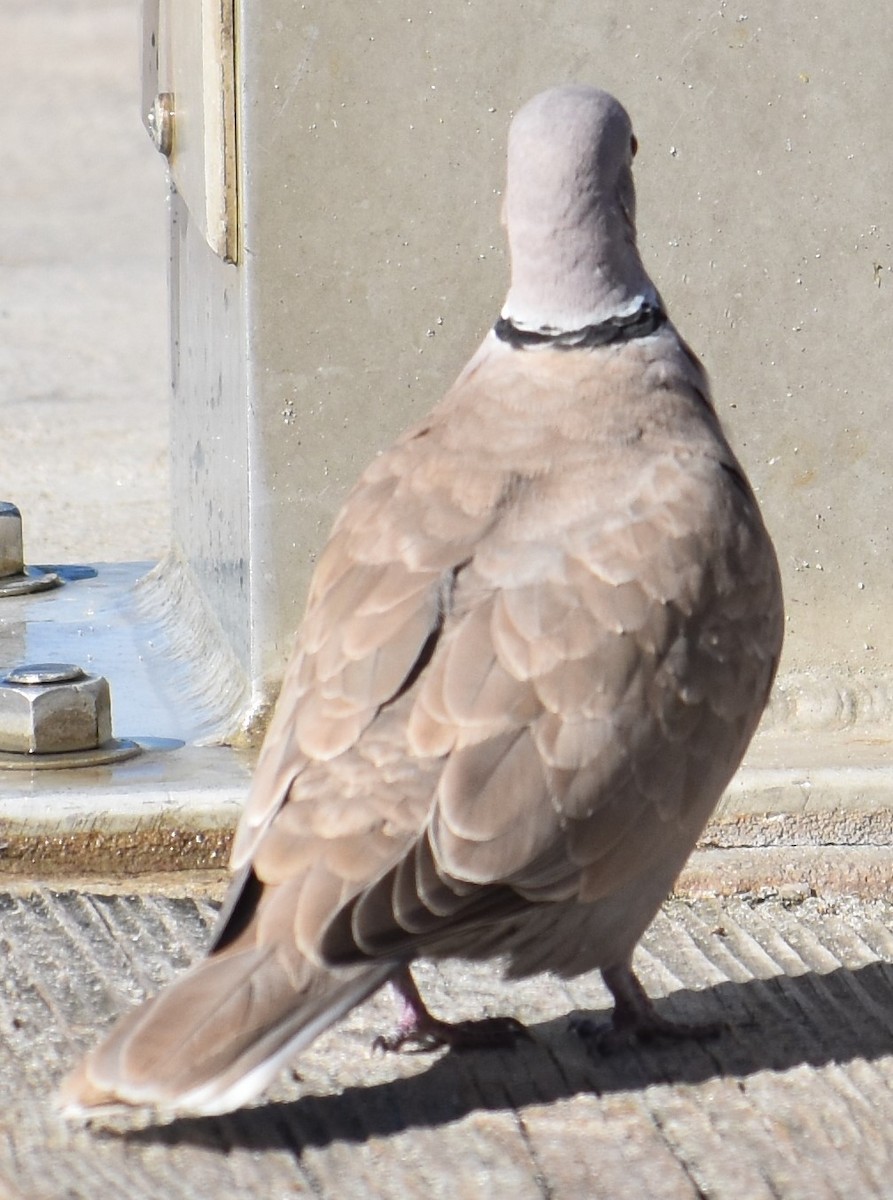 Eurasian Collared-Dove - Chuck Hignite