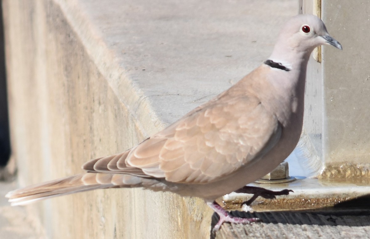 Eurasian Collared-Dove - ML80858321