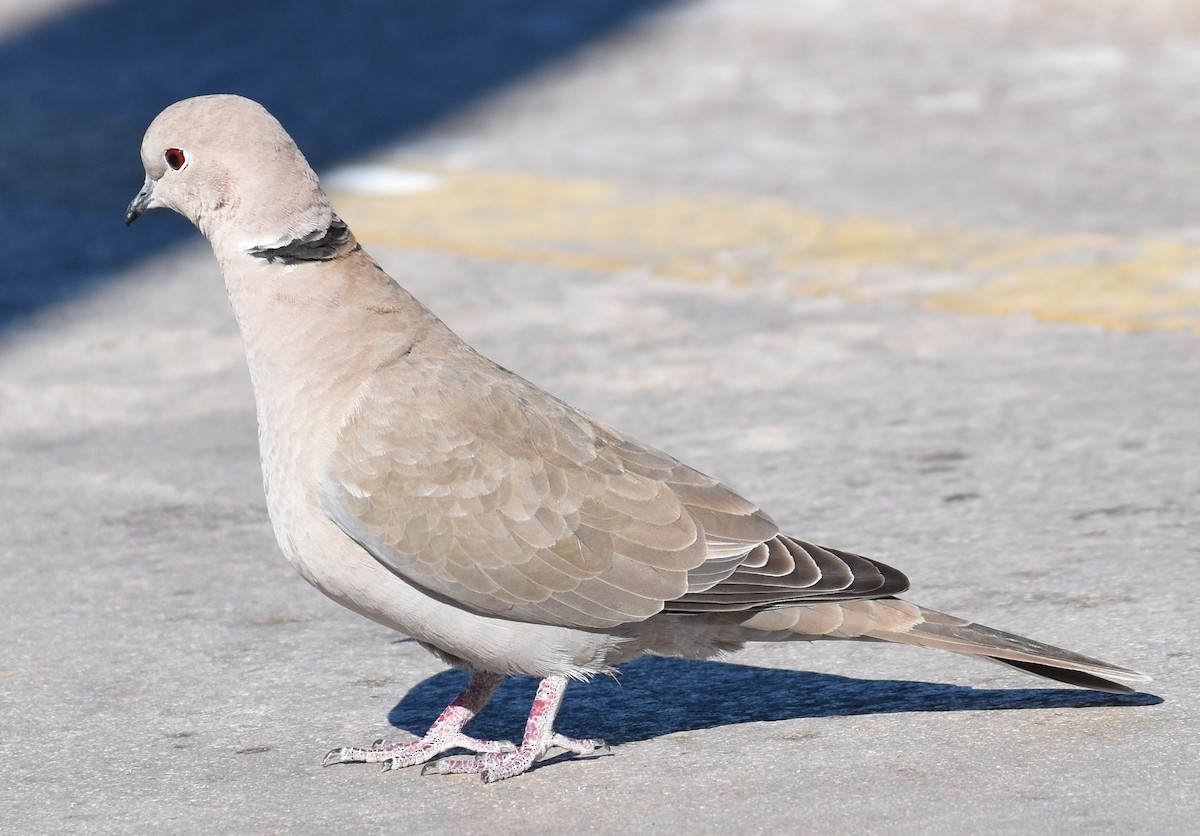 Eurasian Collared-Dove - ML80858331