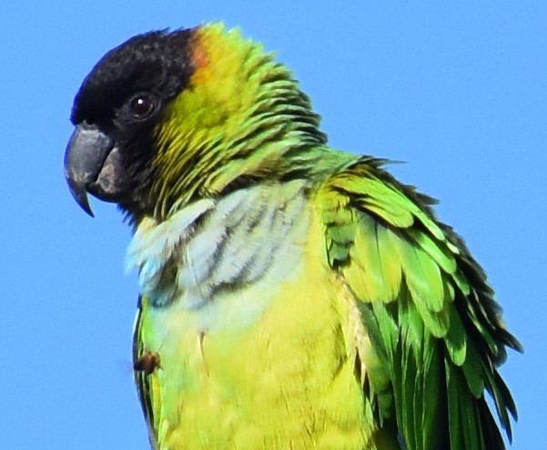 Conure nanday - ML80858491