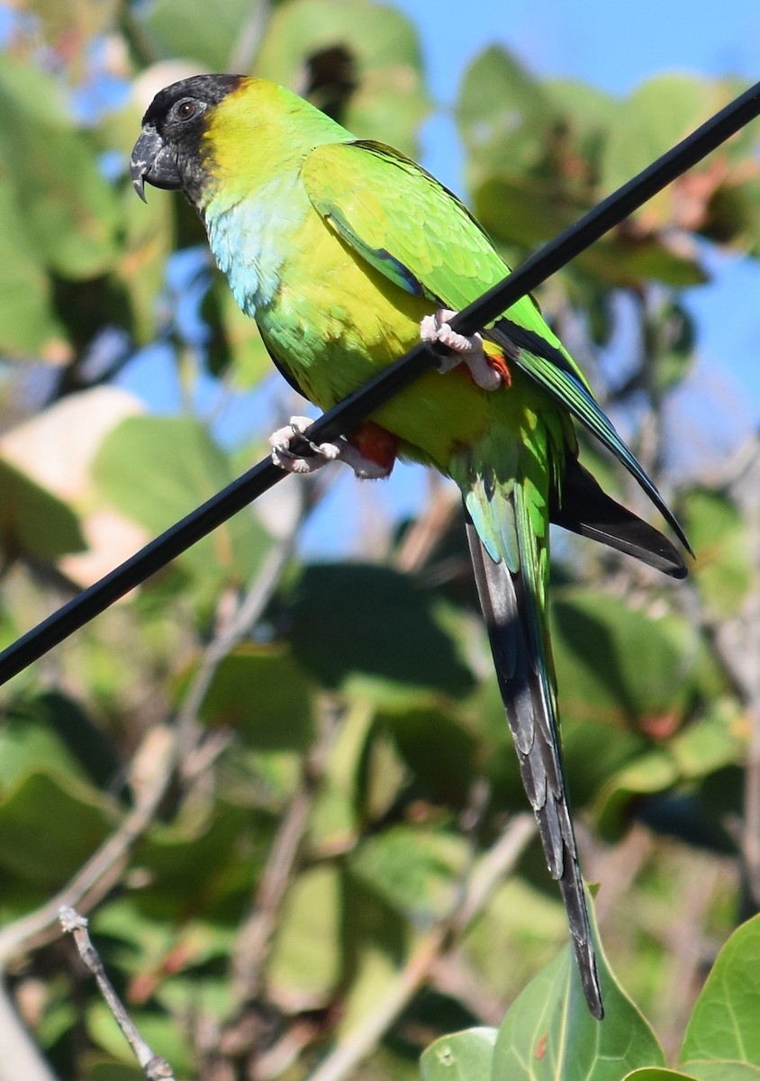 クロガミインコ - ML80858521