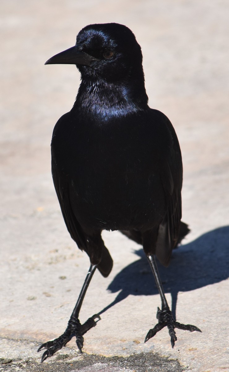 Boat-tailed Grackle - Chuck Hignite