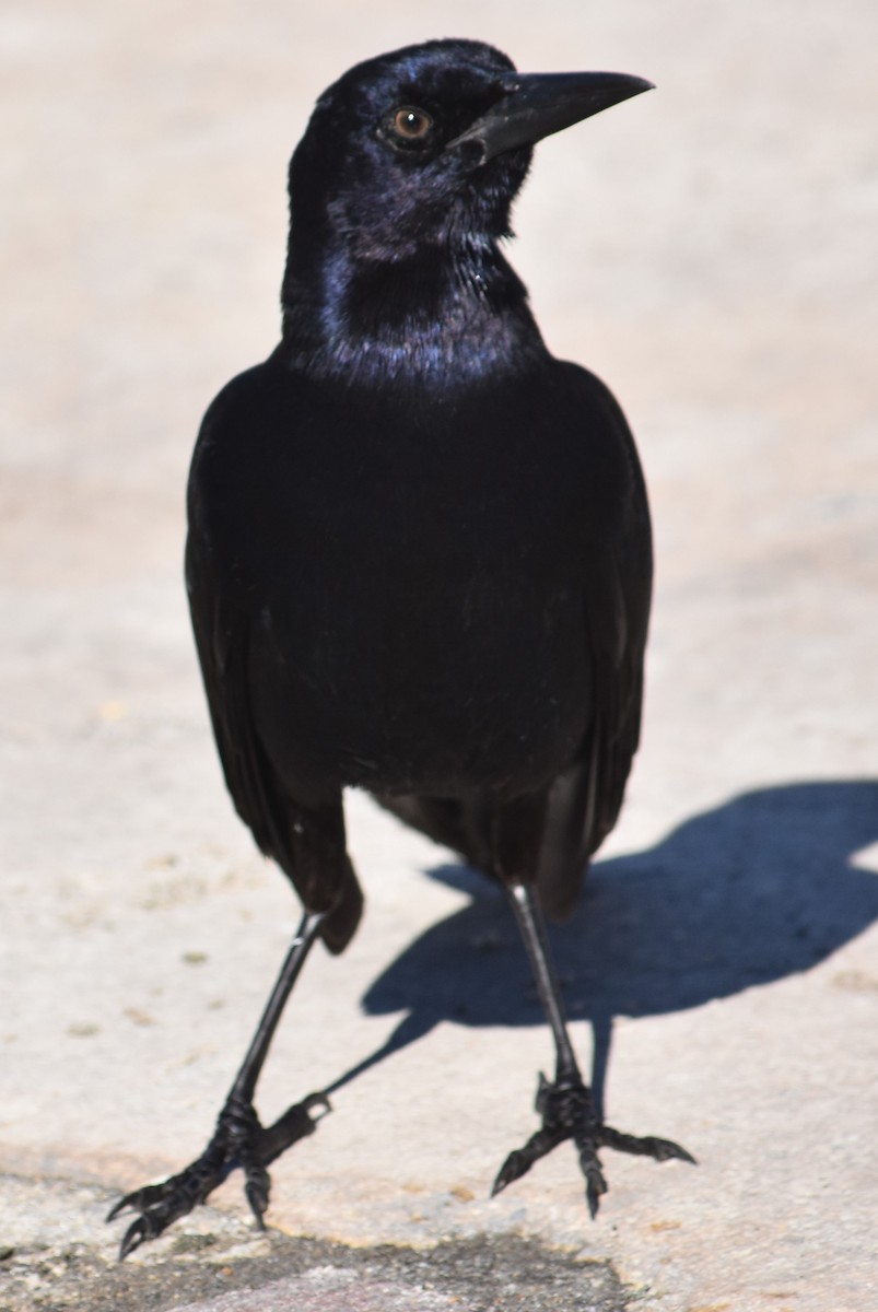 Boat-tailed Grackle - Chuck Hignite