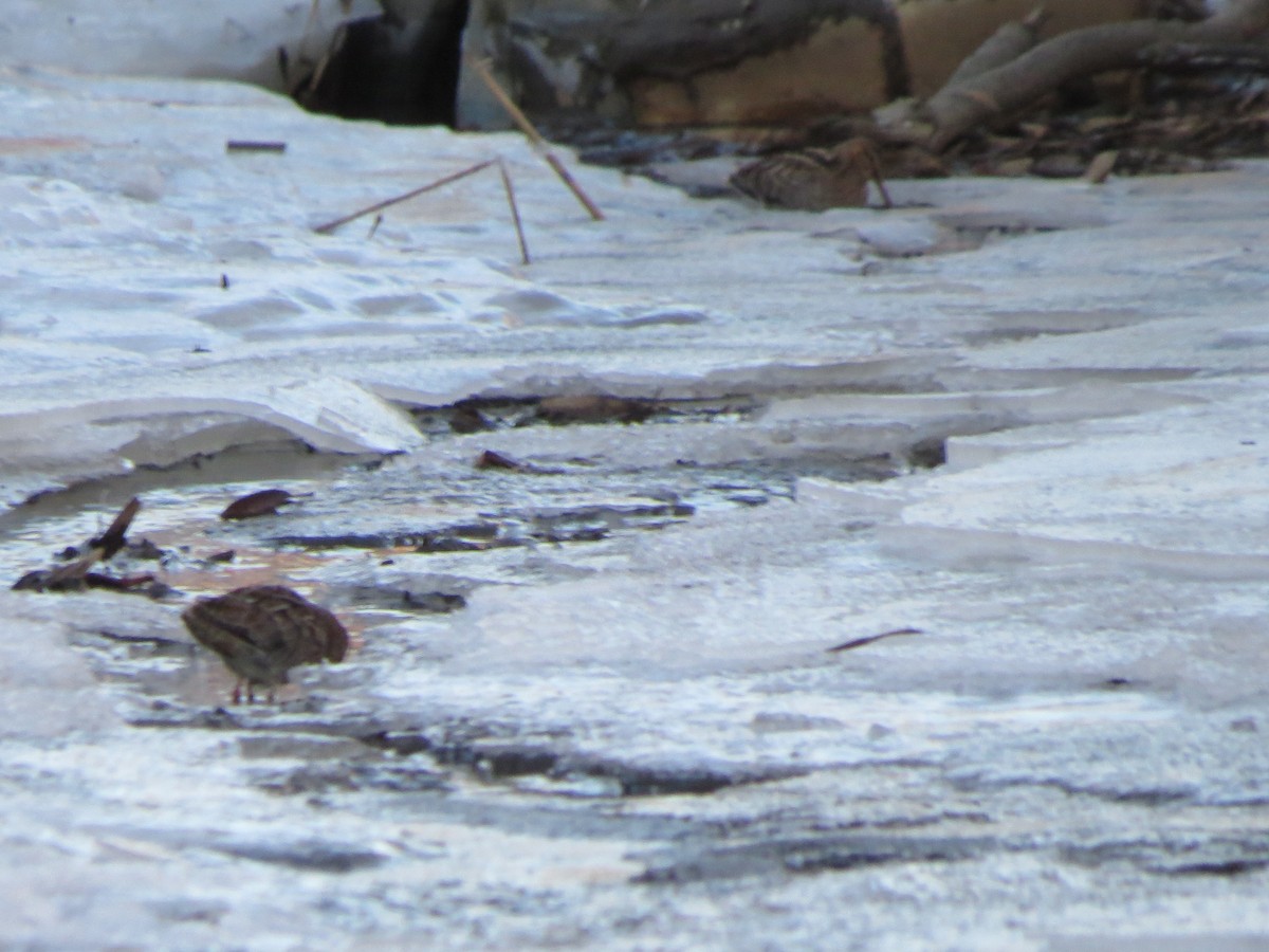 Wilson's Snipe - ML80861751