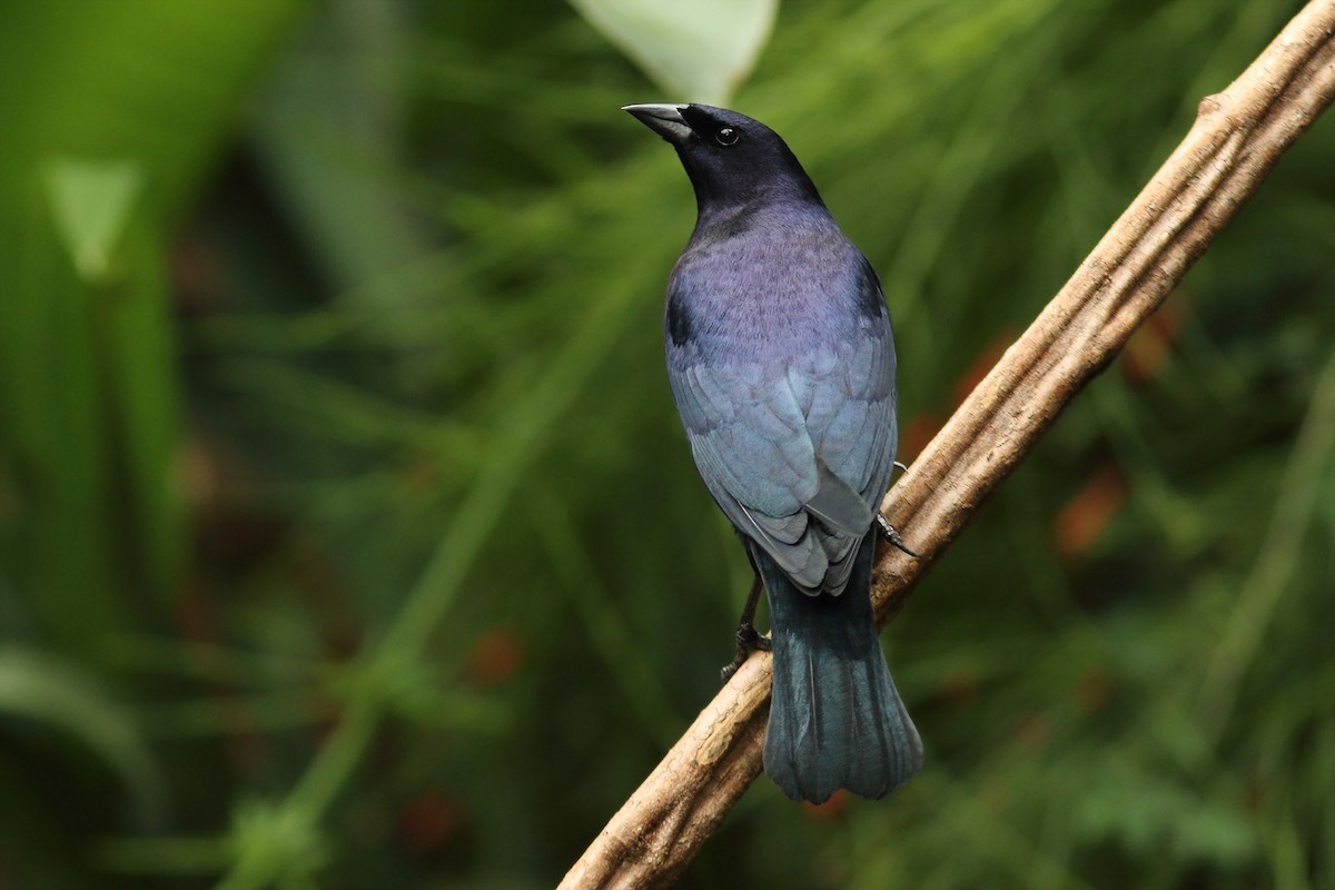 Shiny Cowbird - Martjan Lammertink