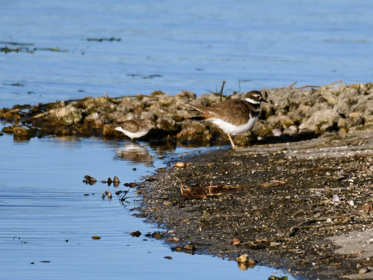 Killdeer - ML80871371