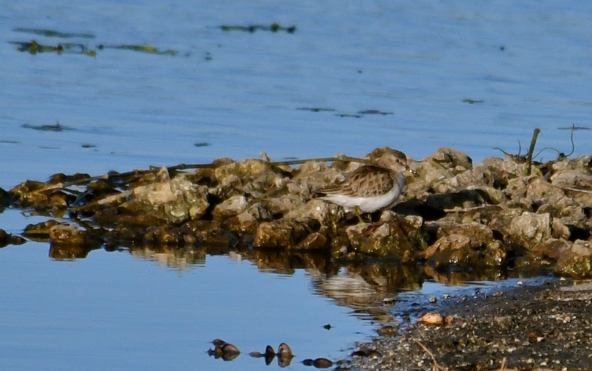 Least Sandpiper - Suzanne Zuckerman