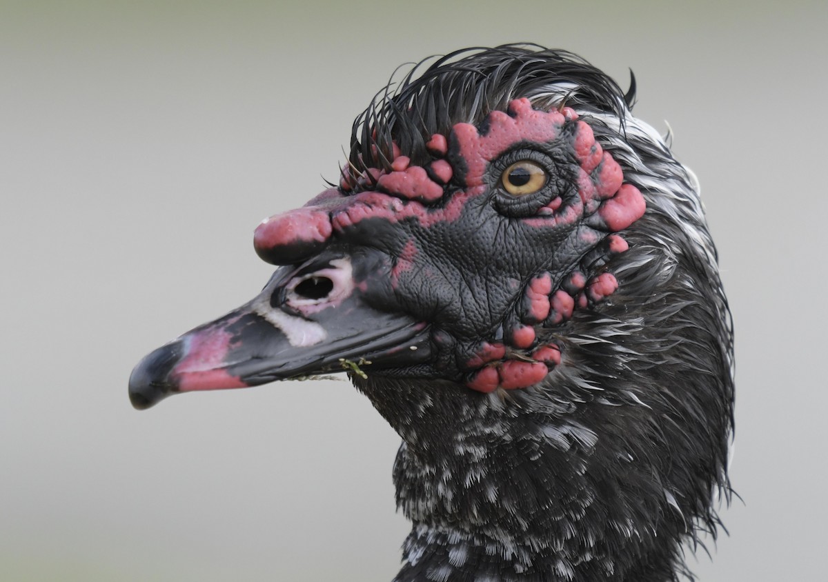 Muscovy Duck - Adam Dhalla