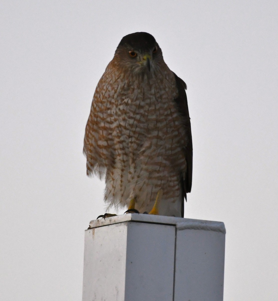 Cooper's Hawk - ML80871901