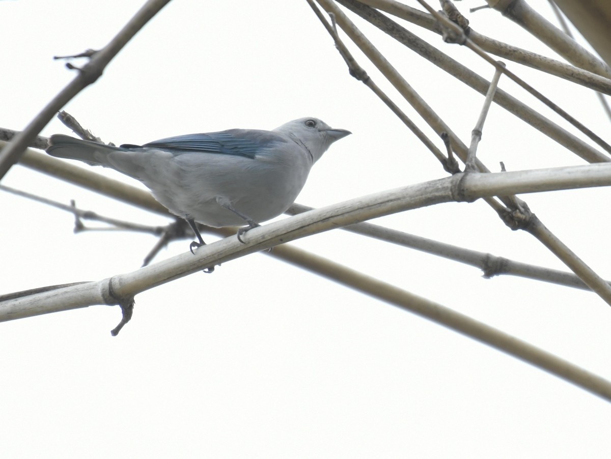 Blue-gray Tanager - ML80871911