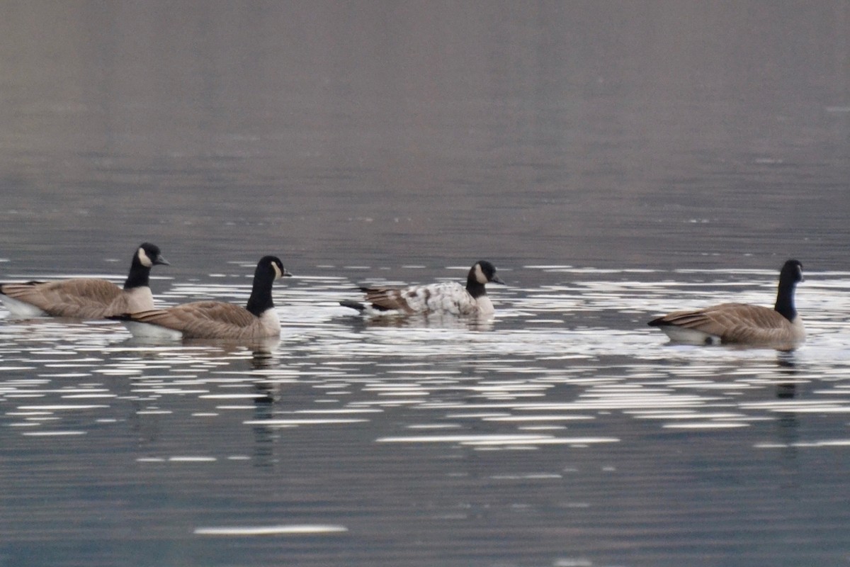 Canada Goose - ML80872081