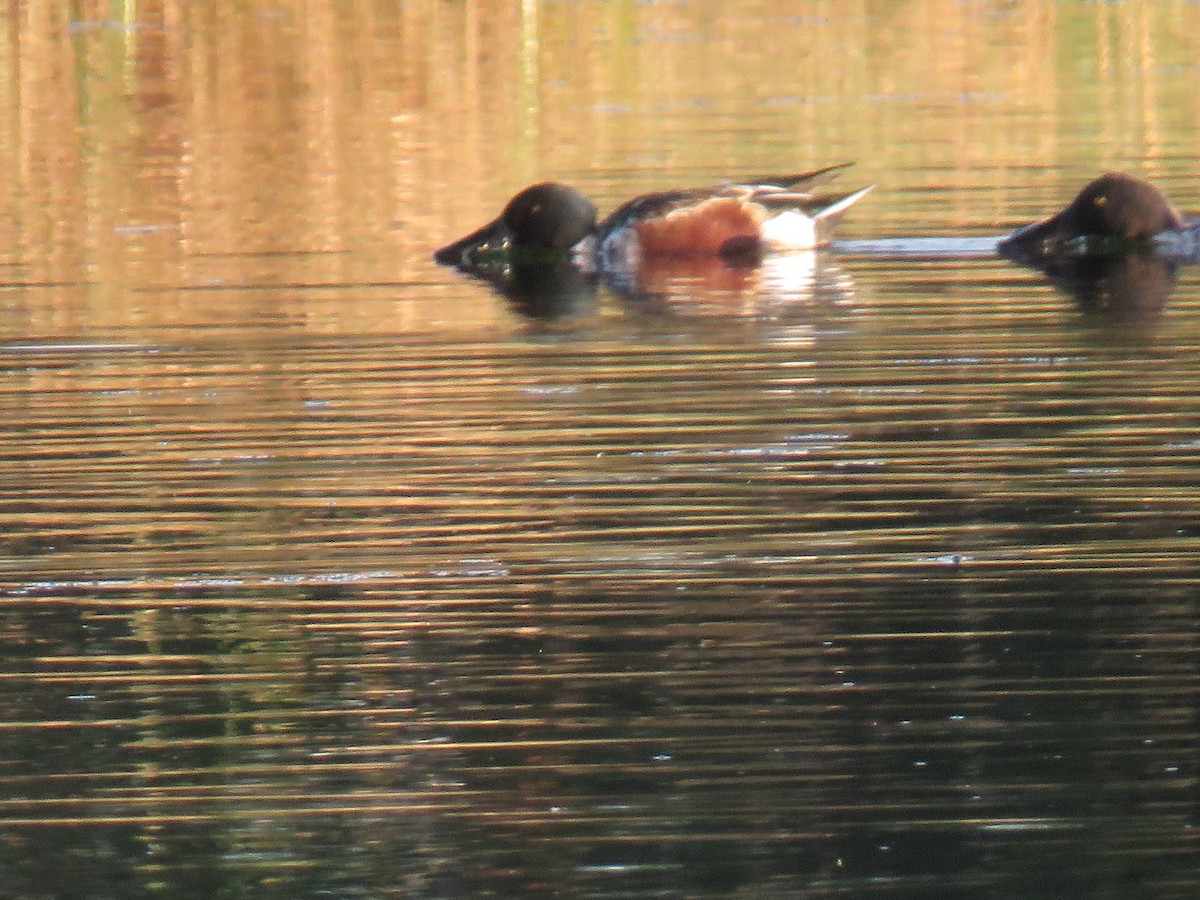 Northern Shoveler - Robin Gurule