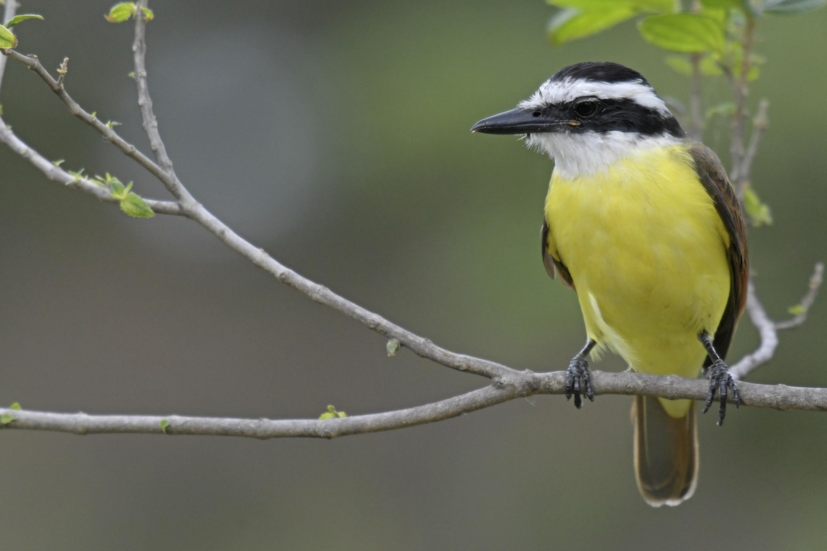 Great Kiskadee - ML80874071