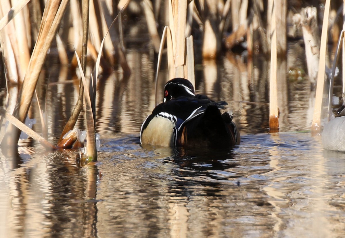 Wood Duck - ML80874501