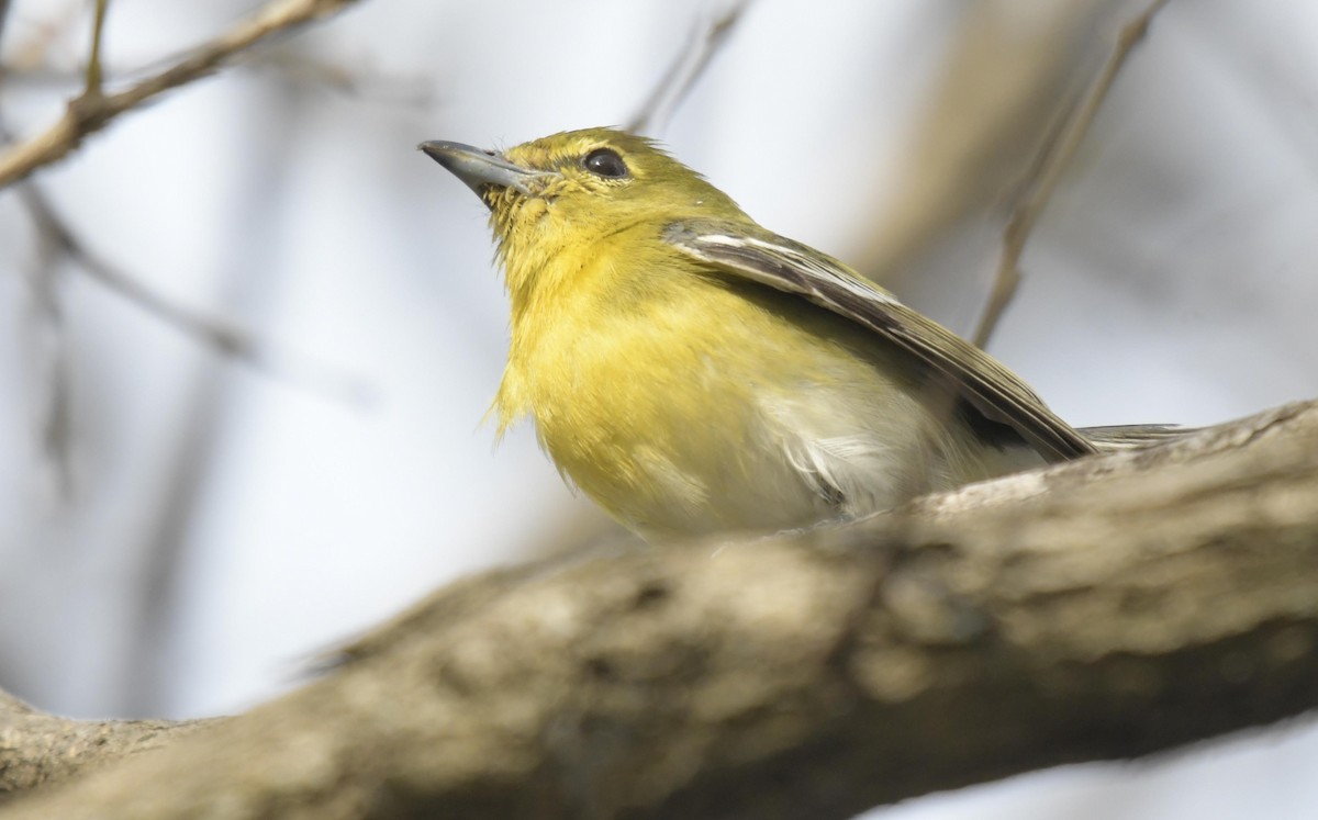 Yellow-throated Vireo - ML80875051