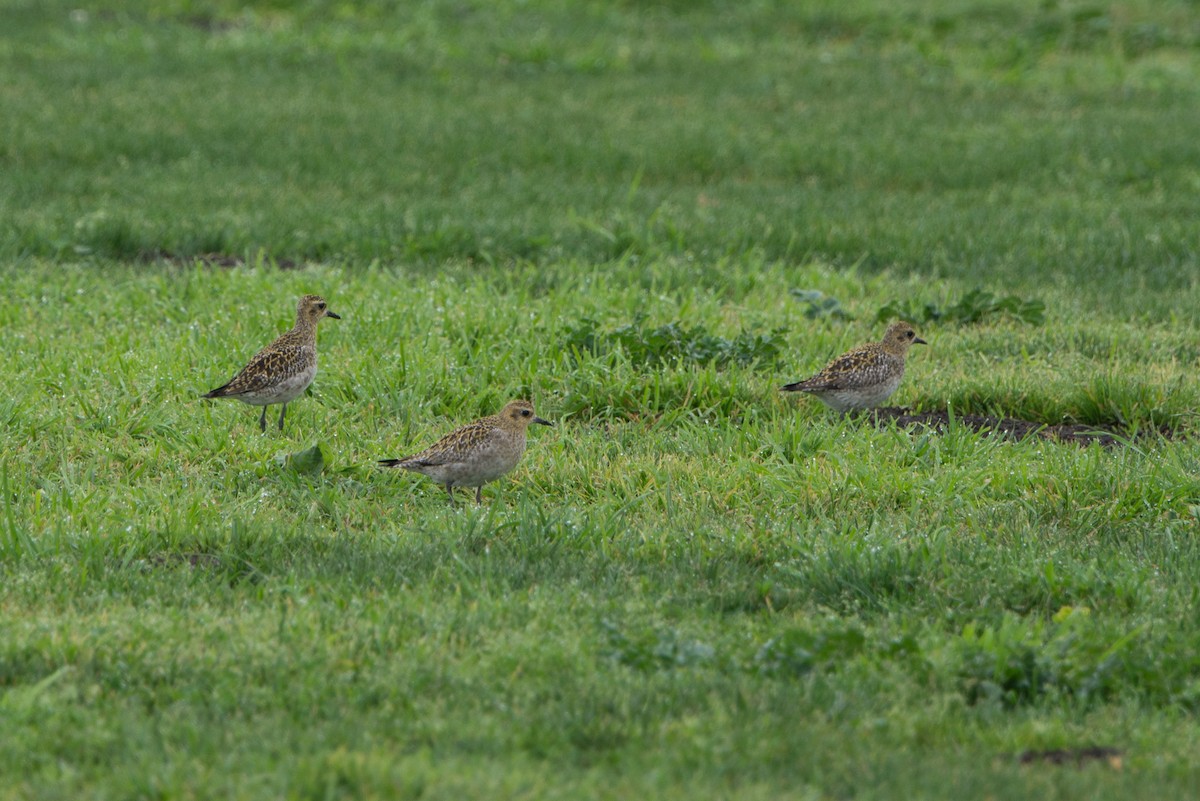 Pluvier fauve - ML80875681