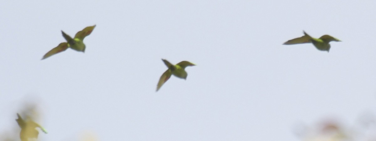 Crimson-fronted Parakeet - Adam Dhalla