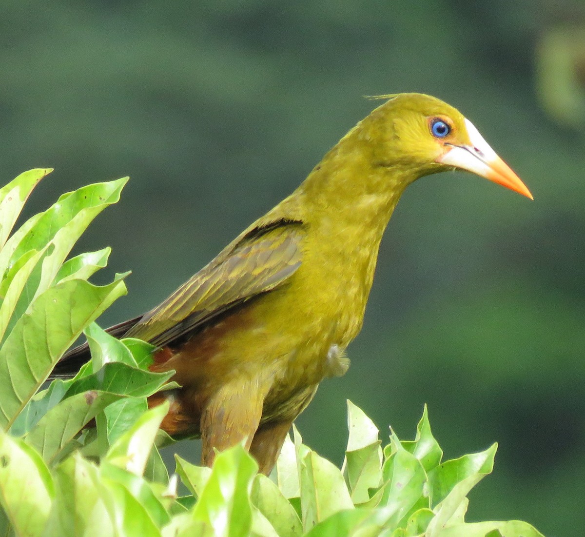 Green Oropendola - ML80876261