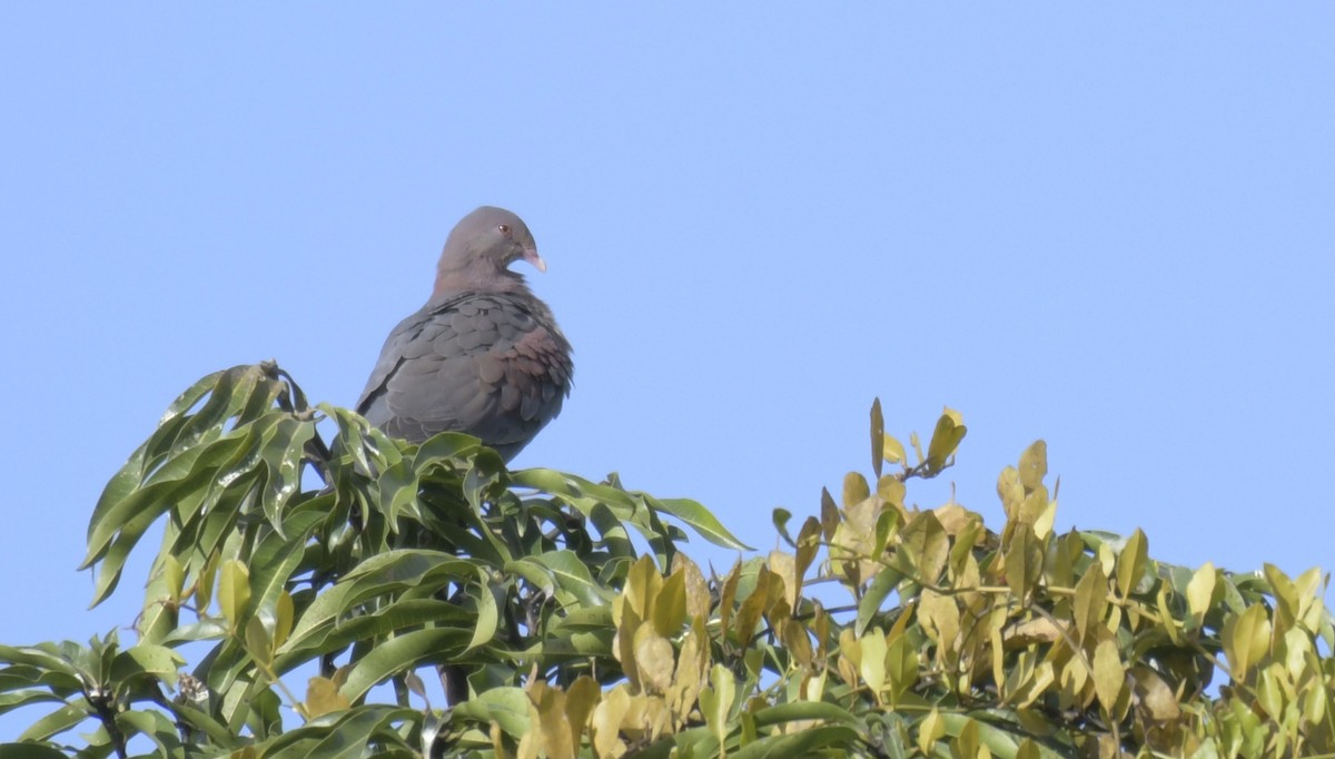 Red-billed Pigeon - Adam Dhalla