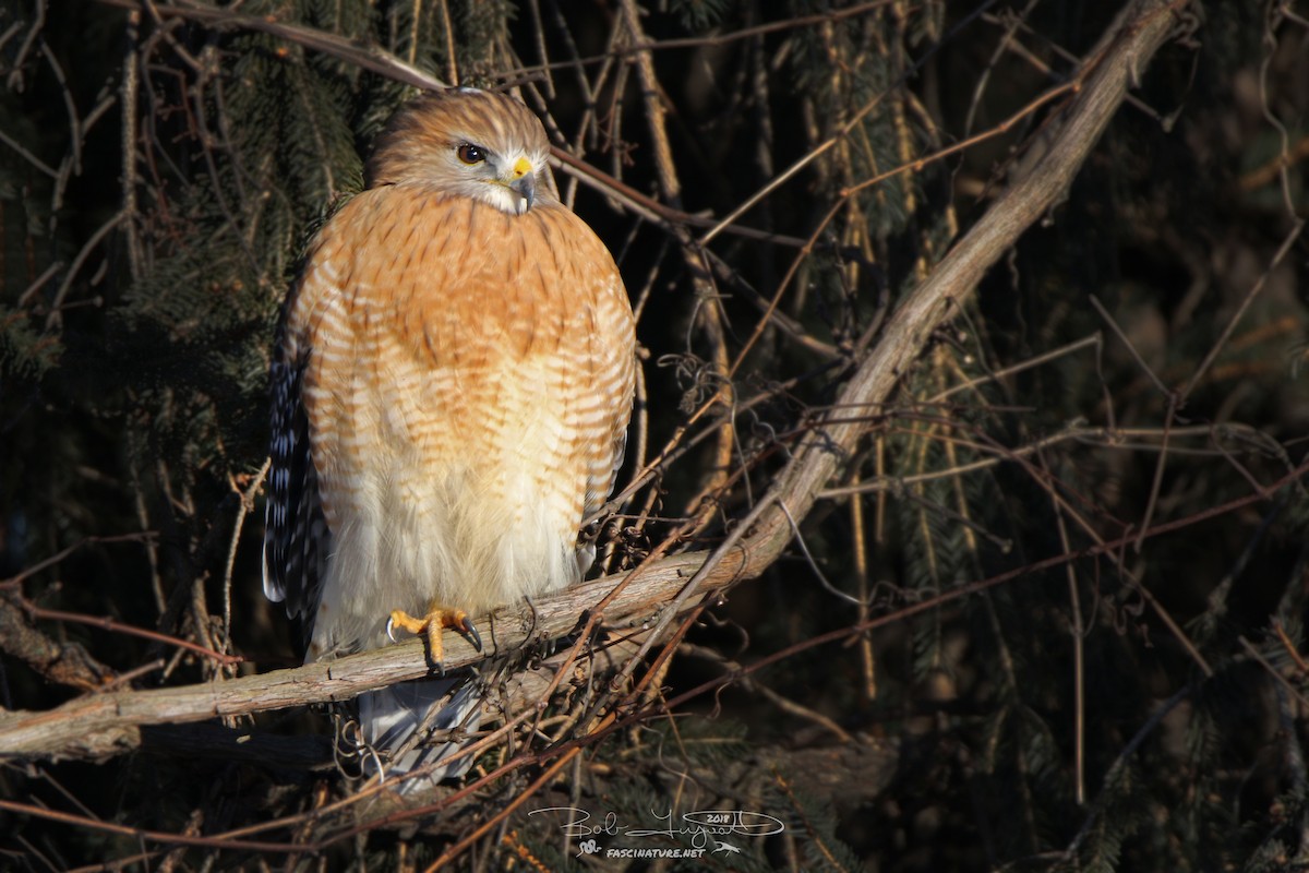 Red-shouldered Hawk - Robert Ferguson