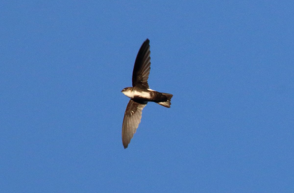 Antillean Palm Swift - Rick Folkening