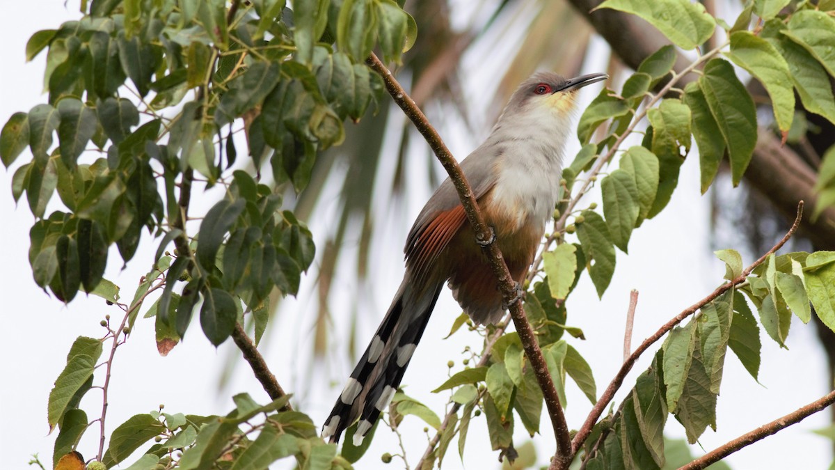 Hispaniolan Lizard-Cuckoo - Rick Folkening