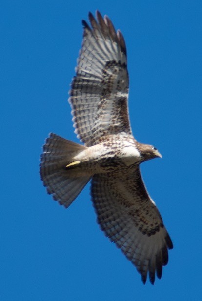 Red-tailed Hawk - ML80877991