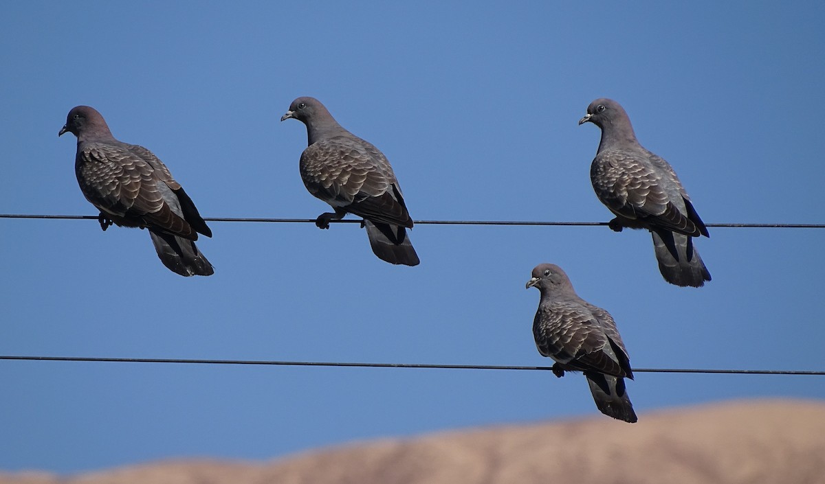 Spot-winged Pigeon - ML80884421