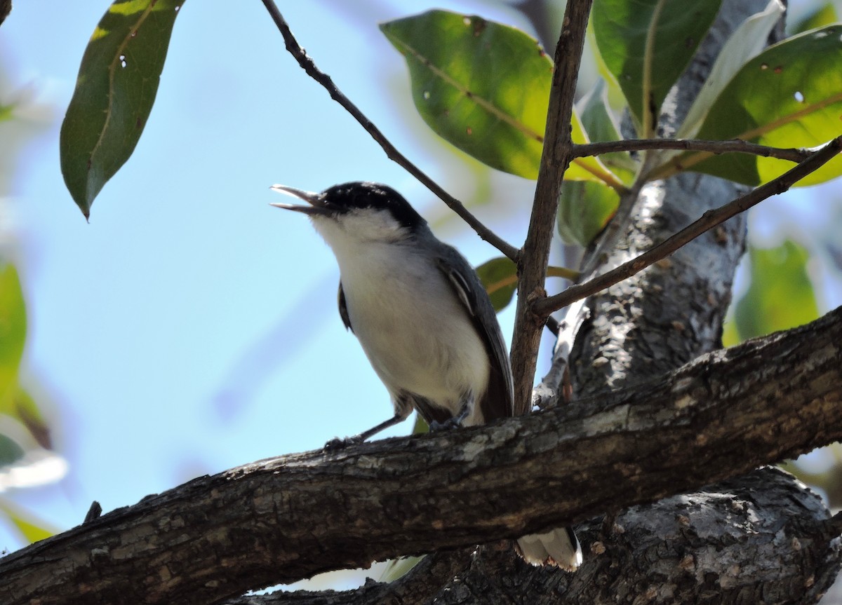 White-lored Gnatcatcher - ML80884801