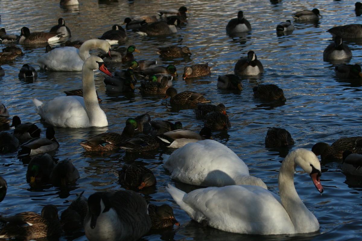 Mute Swan - ML80884841