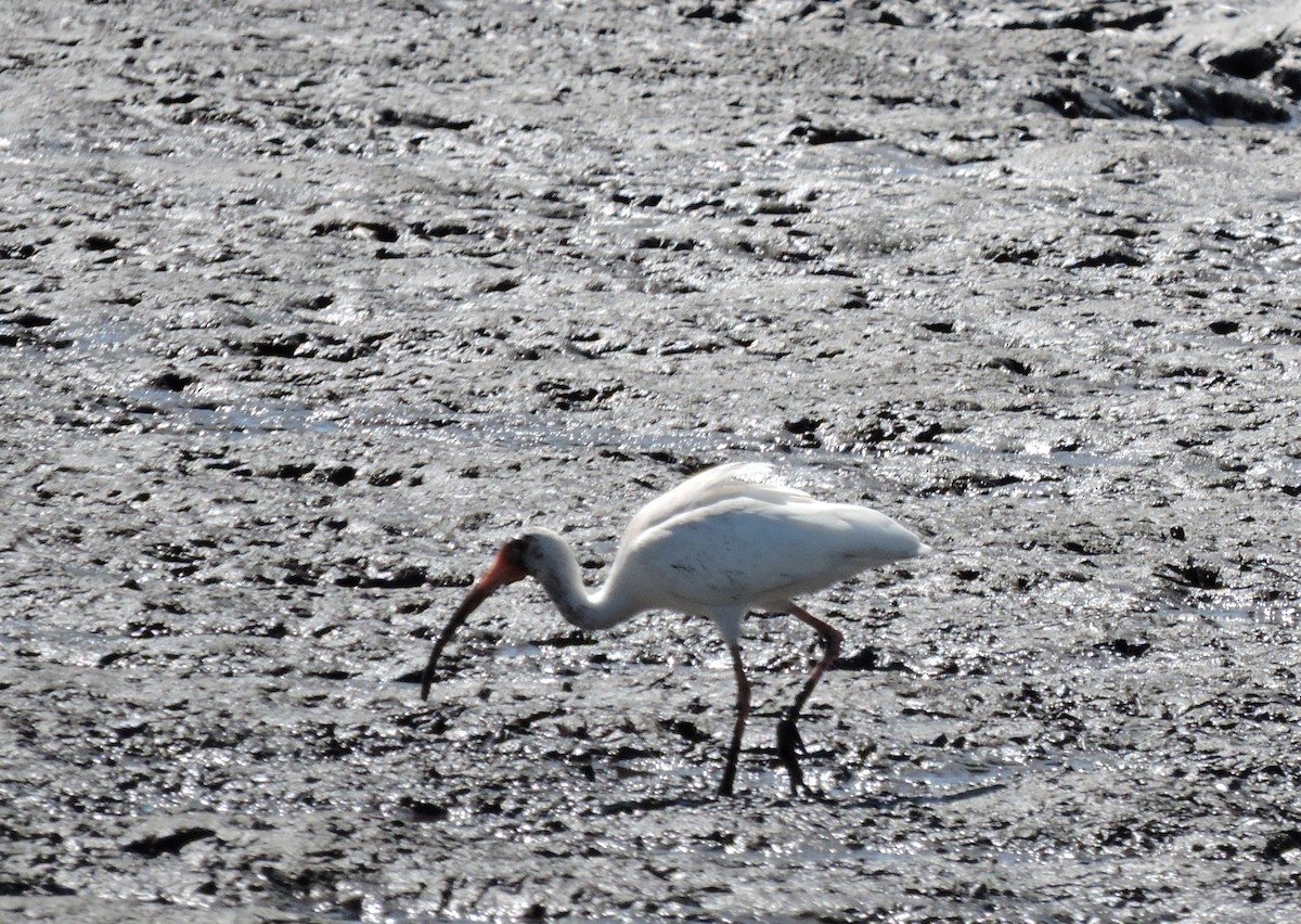 ibis bílý - ML80884941