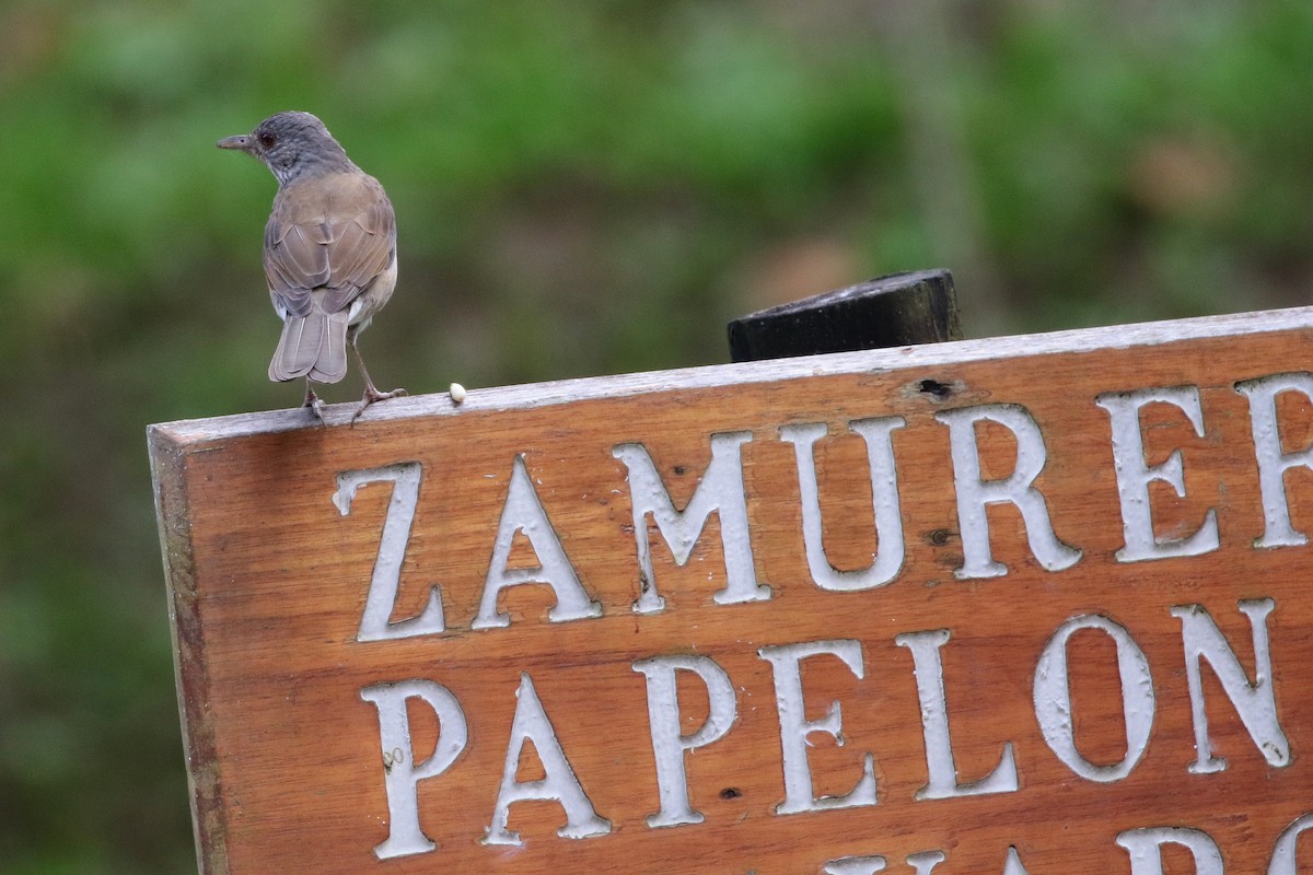 Pale-breasted Thrush - ML80885031